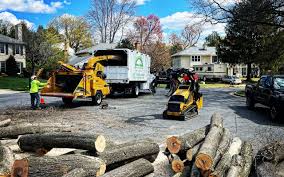 Trusted Windermere, FL Tree Removal and Landscaping Services Experts